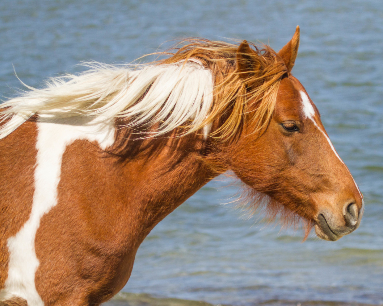 Chincoteague Ponies Bill Golden Photography