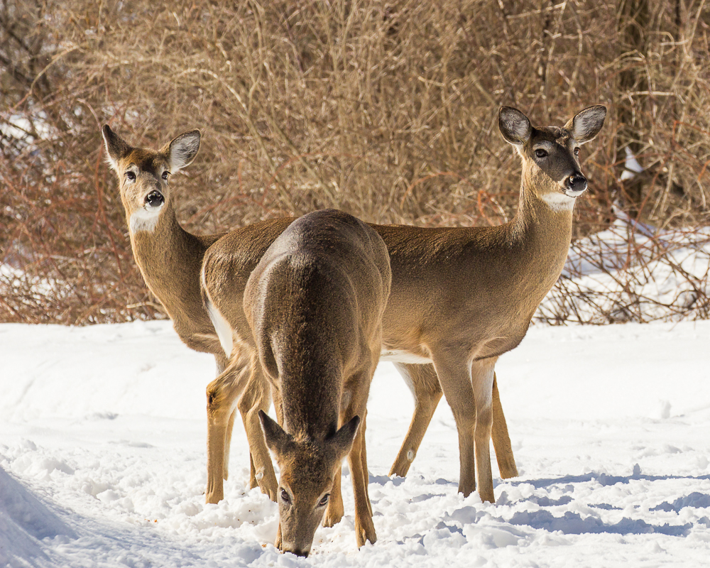 Photographs of Rockefeller State Park Preserve for Sale