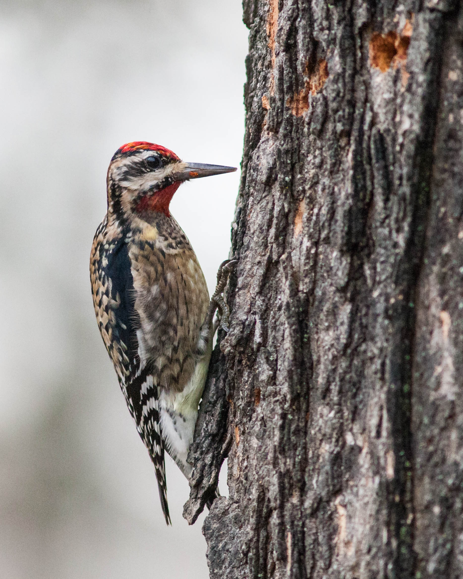 Photographs of Woodpeckers for Sale