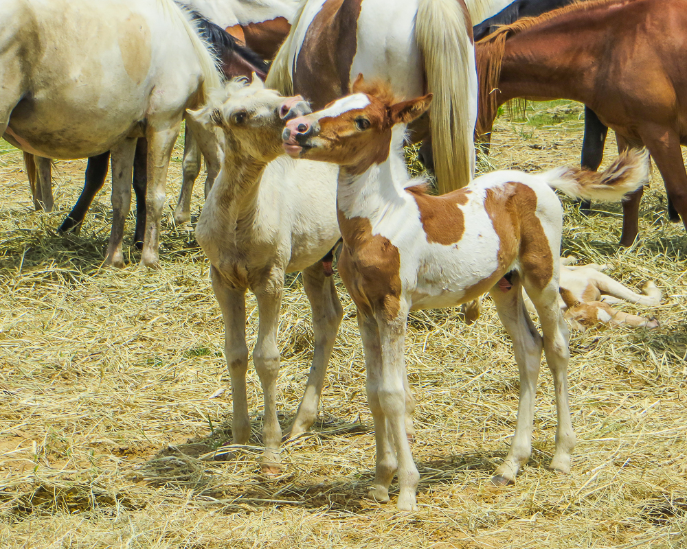 Chincoteague Pony Penning Bill Golden Photography