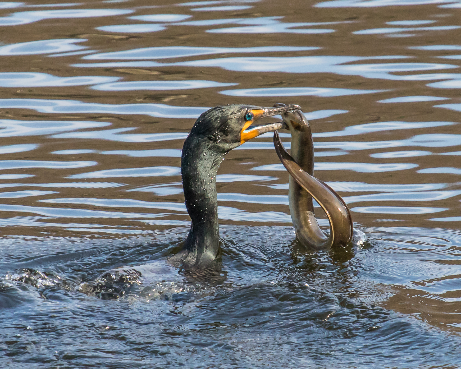 Clash Of The Titans On Swan Lake Bill Golden Photography